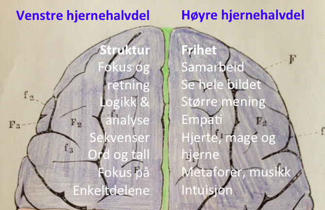 hjernens-to-ovre-hjernehalvdeler